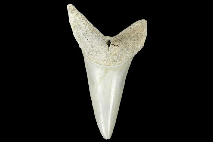 Fossil Mako Tooth - Lee Creek (Aurora), NC #179871